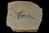 Dawn Redwood (Metasequoia) Fossil - Montana #153696-1